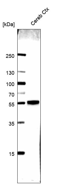 VGLUT1 Antibody (CL2754) - BSA Free