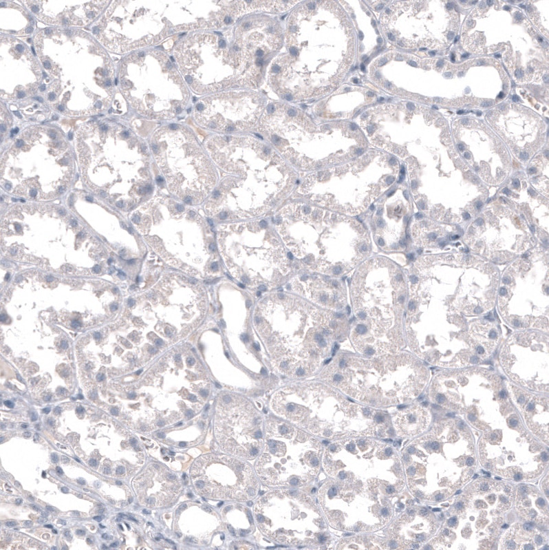 INSM1 Antibody (CL11630) - BSA Free