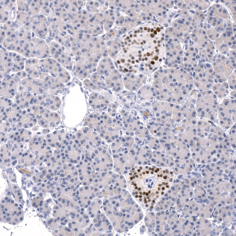 INSM1 Antibody (CL11630) - BSA Free