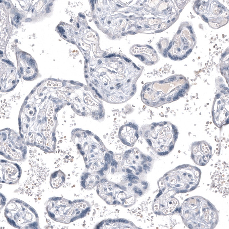 INSM1 Antibody (CL11630) - BSA Free