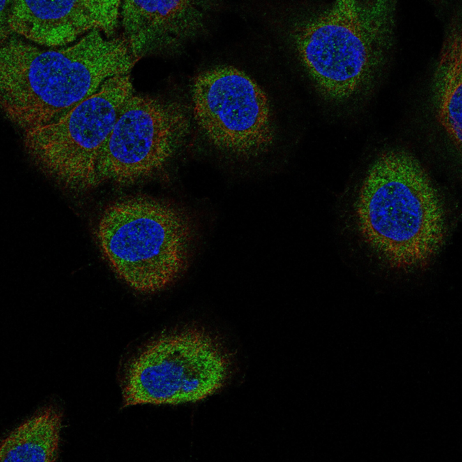 NLRP3/NALP3 Antibody (CL0210) - BSA Free