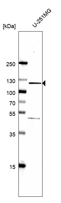 NLRP3/NALP3 Antibody (CL0210) - BSA Free
