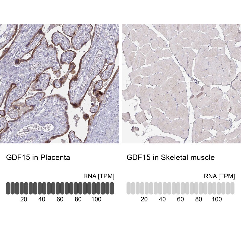 GDF-15 Antibody (CL0328) - BSA Free