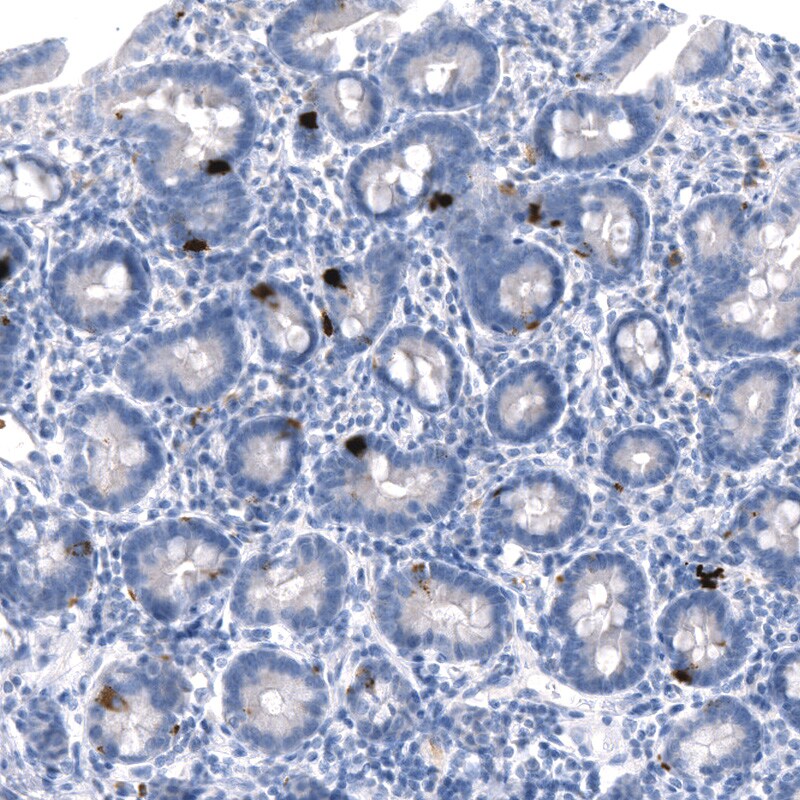 GDF-15 Antibody (CL0328) - BSA Free