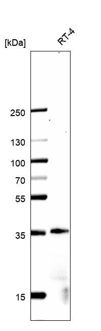 GDF-15 Antibody (CL0328) - BSA Free