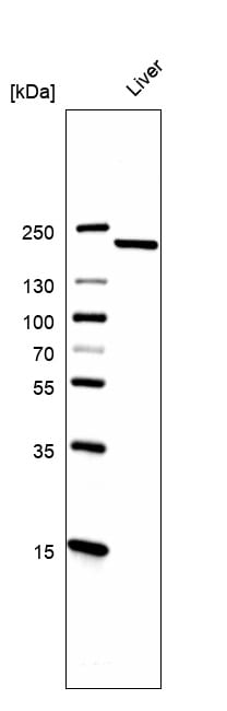 MMR/CD206/Mannose Receptor Antibody (CL0387) - BSA Free