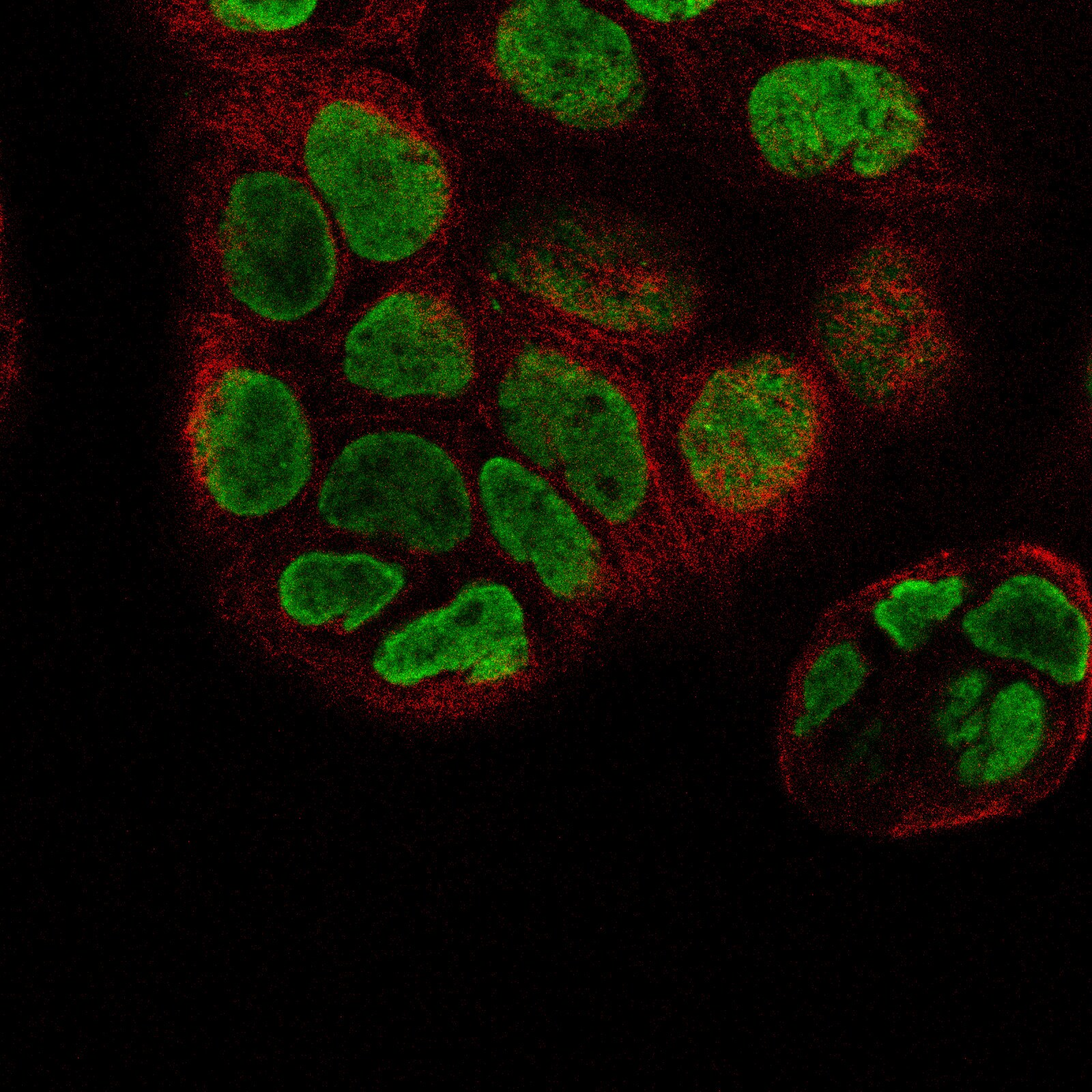 Histone H2AY/macroH2A.1 Antibody (CL5245) - BSA Free