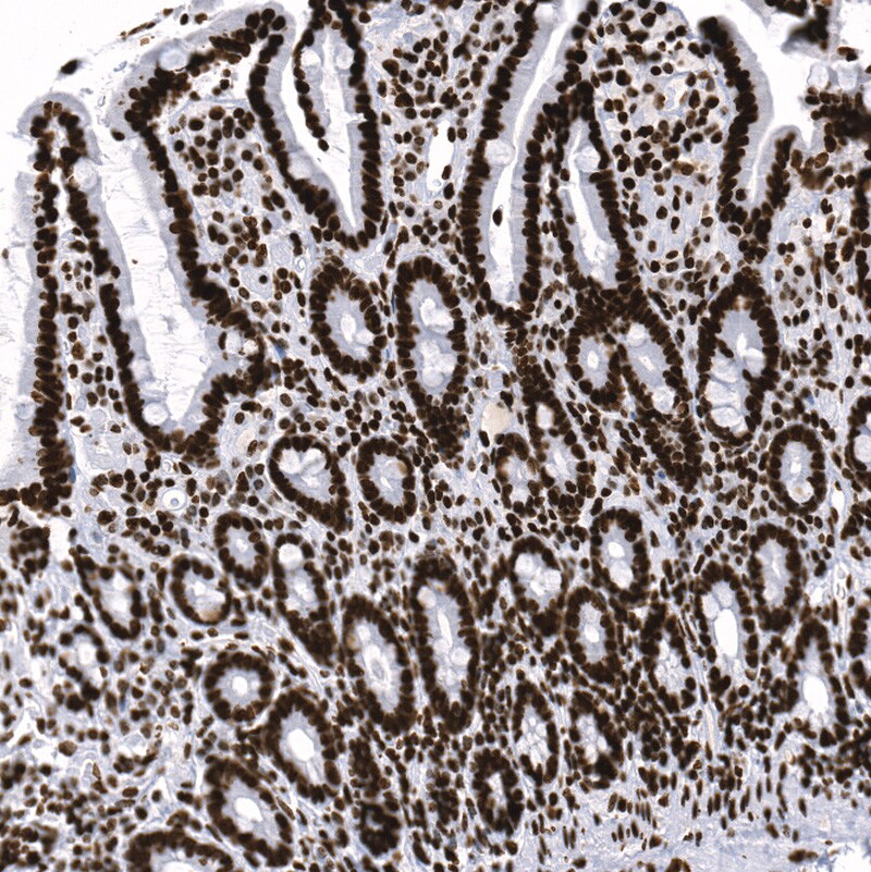 Histone H2AY/macroH2A.1 Antibody (CL5245) - BSA Free