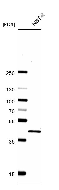 Histone H2AY/macroH2A.1 Antibody (CL5245) - BSA Free
