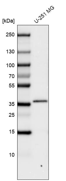 CTGF/CCN2 Antibody (CL5339) - BSA Free