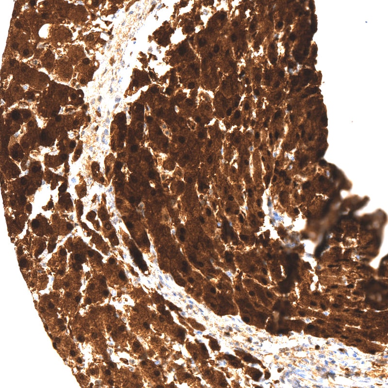 Arginase 1/ARG1/liver Arginase Antibody (CL0186) - BSA Free