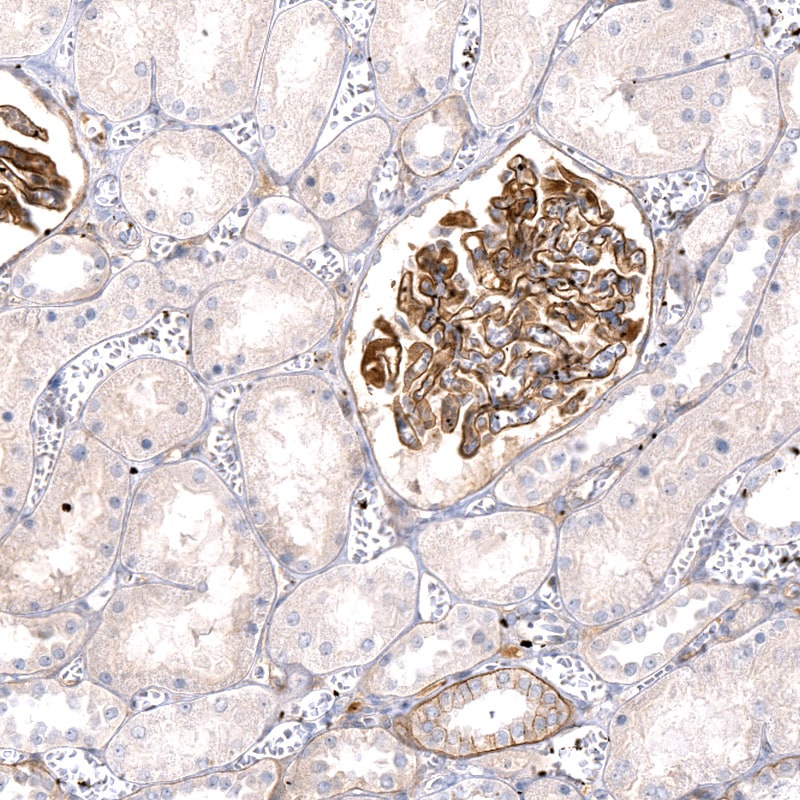 THSD7A Antibody (CL3779) - BSA Free