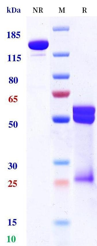 ErbB2/Her2 Antibody - Humanized (Research Grade zanidatamab Biosimilar) The purity of the protein is greater than 95%.