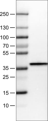 Arginase 1/ARG1/liver Arginase Antibody (CL0186) - BSA Free