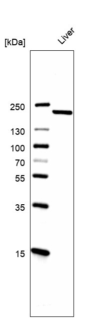 MMR/CD206/Mannose Receptor Antibody (CL0387) - BSA Free