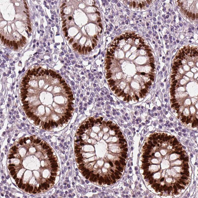 SOX9 Antibody (CL0639) - BSA Free