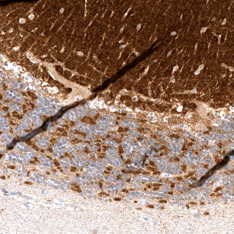 Rhot1 Antibody (CL1083) - BSA Free