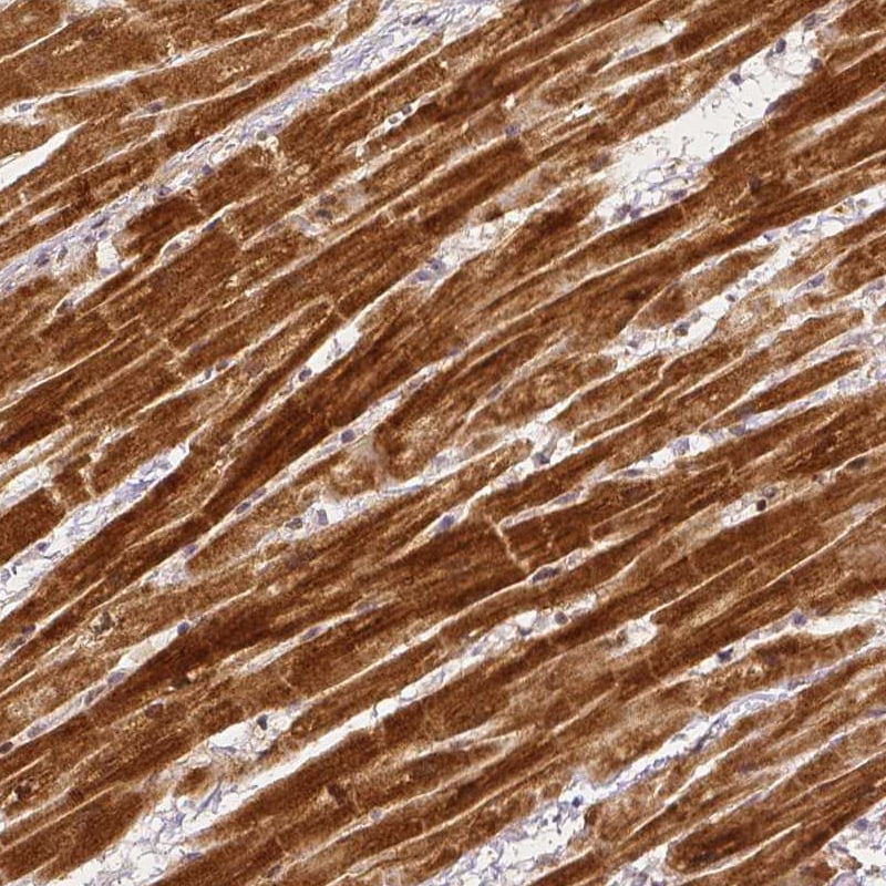 Rhot1 Antibody (CL1083) - BSA Free