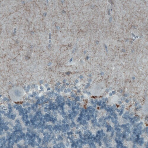 CD117/c-kit Antibody (CL1657) - BSA Free
