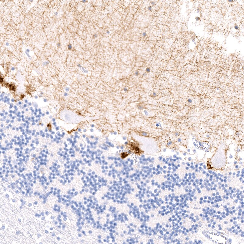 CD117/c-kit Antibody (CL1657) - BSA Free