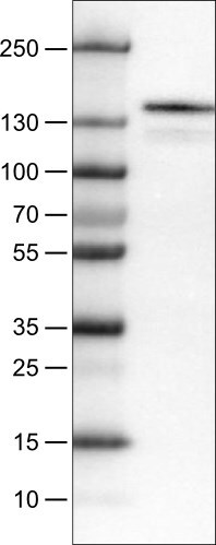 CD117/c-kit Antibody (CL1657) - BSA Free