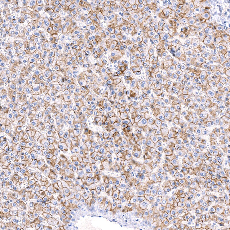 N-Cadherin Antibody (CL3716) - BSA Free