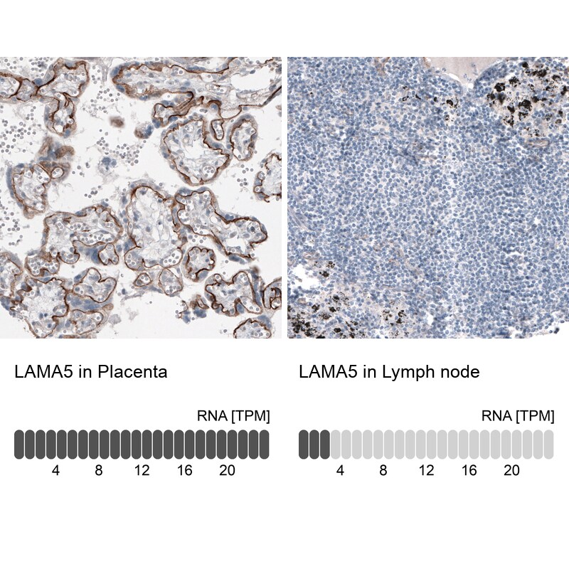 Laminin alpha 5 Antibody (CL3118) - BSA Free