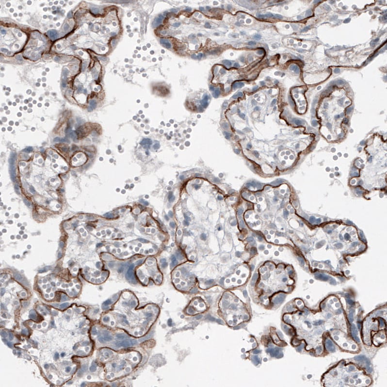 Laminin alpha 5 Antibody (CL3118) - BSA Free