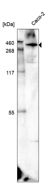 Laminin alpha 5 Antibody (CL3118) - BSA Free
