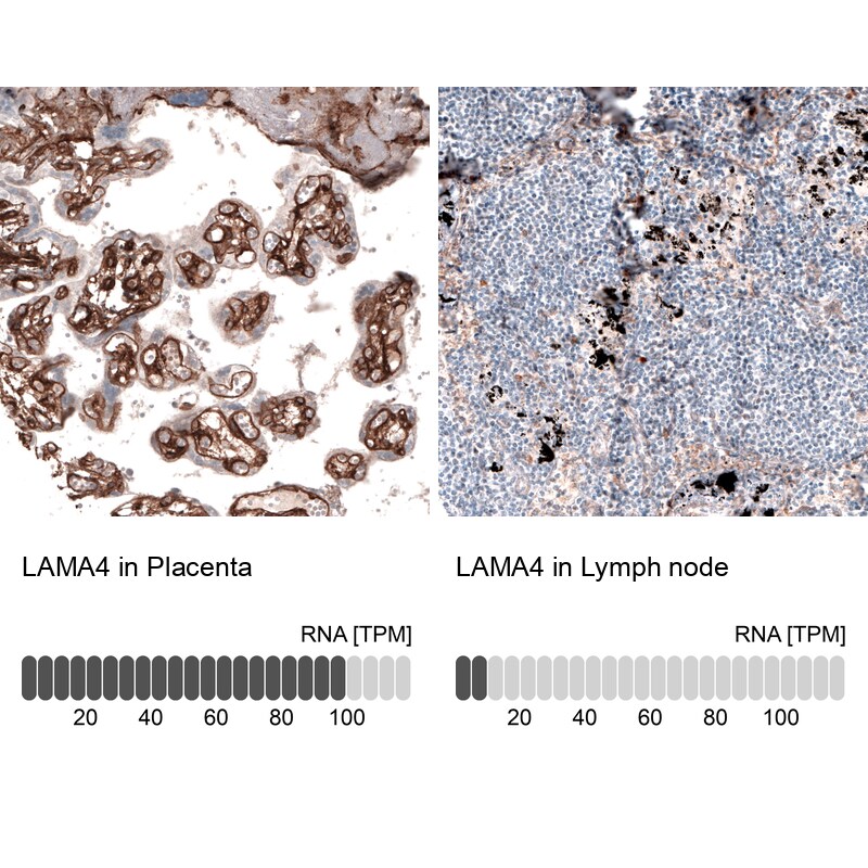 Laminin alpha 4 Antibody (CL3183) - BSA Free