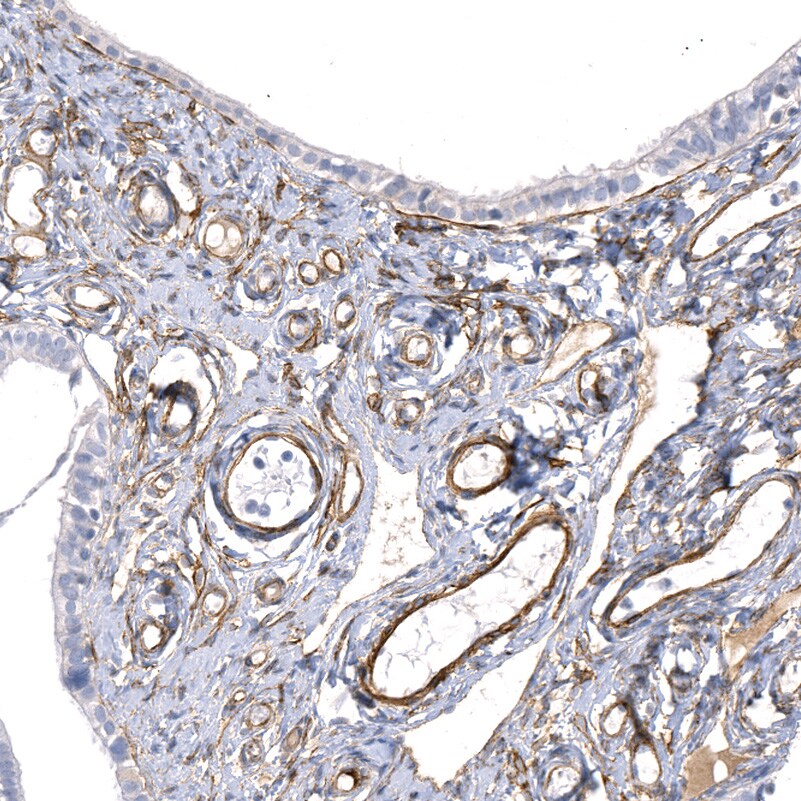 Laminin alpha 4 Antibody (CL3183) - BSA Free