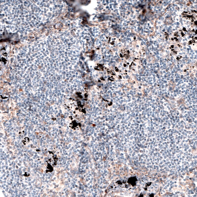 Laminin alpha 4 Antibody (CL3183) - BSA Free