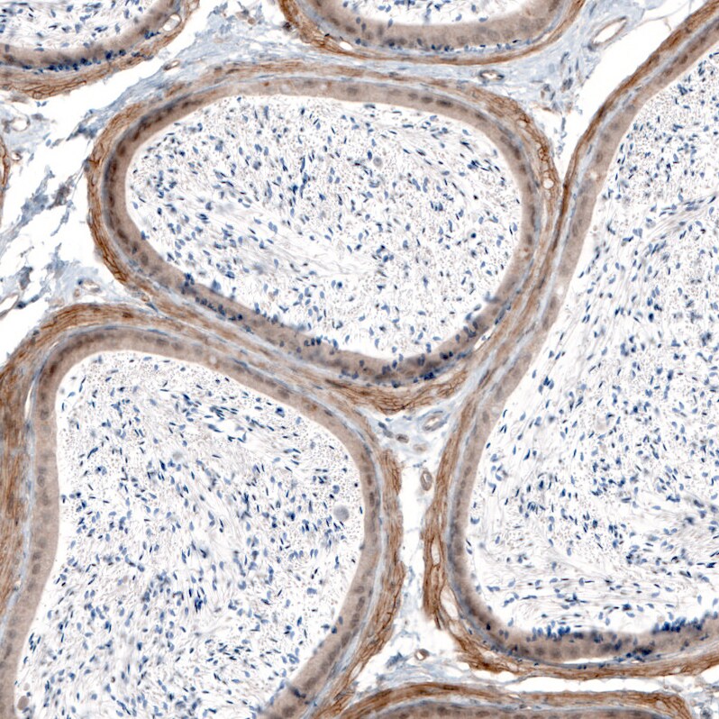 Laminin alpha 4 Antibody (CL3183) - BSA Free