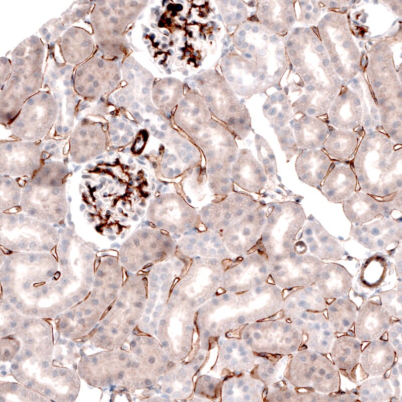 Laminin alpha 4 Antibody (CL3183) - BSA Free