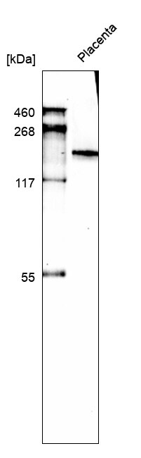 Laminin alpha 4 Antibody (CL3183) - BSA Free