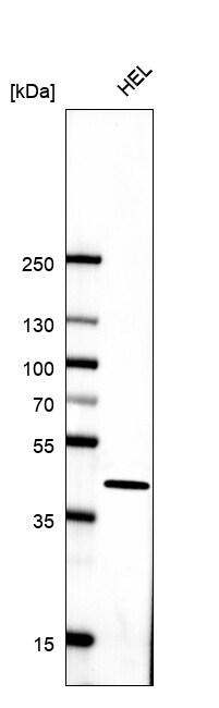 Histone H2AY/macroH2A.1 Antibody (CL5245) - BSA Free