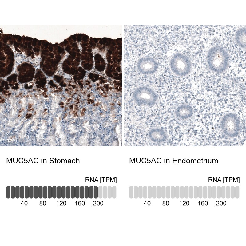 MUC5AC Antibody (CL8961) - BSA Free