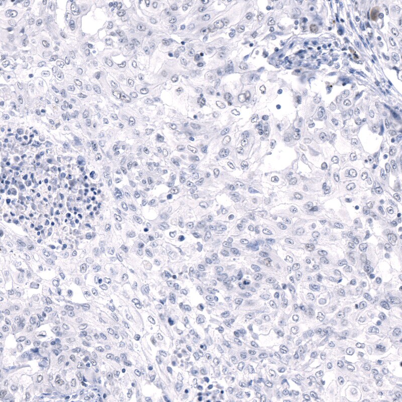 MUC5AC Antibody (CL8961) - BSA Free