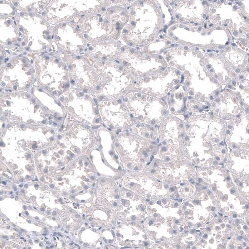 INSM1 Antibody (CL11630) - BSA Free