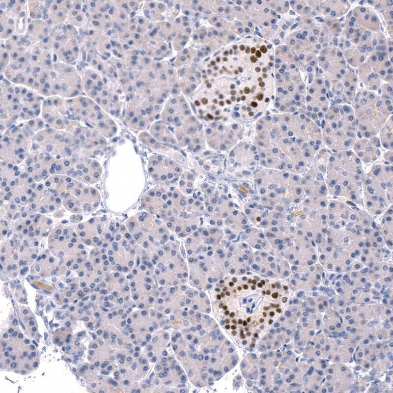 INSM1 Antibody (CL11630) - BSA Free