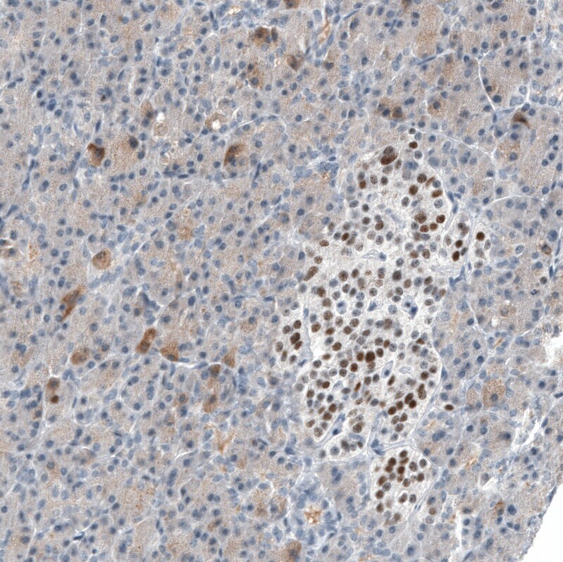 INSM1 Antibody (CL11630) - BSA Free