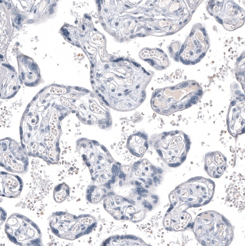 INSM1 Antibody (CL11630) - BSA Free