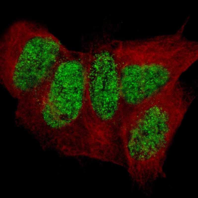 CUTL2 Antibody (CL14332) - BSA Free
