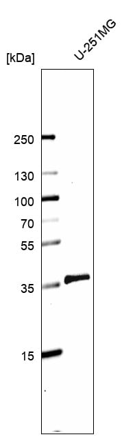 CTGF/CCN2 Antibody (CL5339) - BSA Free