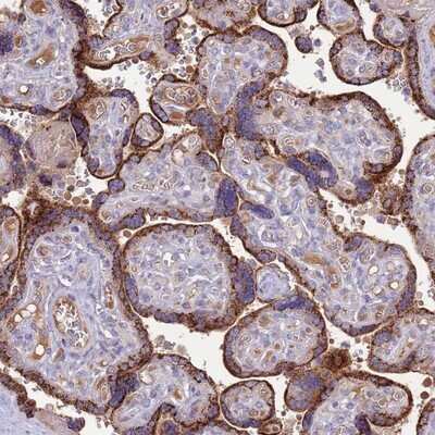 Immunohistochemistry-Paraffin: nef-associated protein 1 Antibody [NBP2-14424]