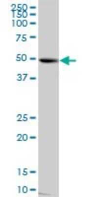 Western Blot: nef-associated protein 1 Antibody [H00051531-B01P]