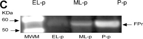 PTGFR Antibody - BSA Free