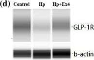 GLP-1R Antibody - BSA Free