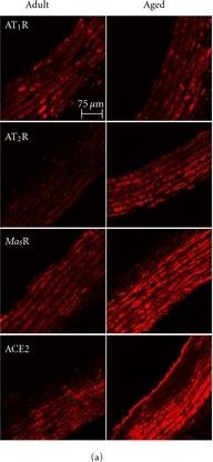 Mas Antibody - BSA Free