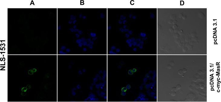Mas Antibody - BSA Free